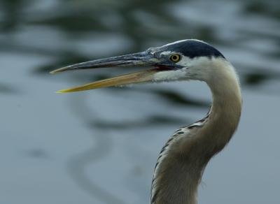 Angry Heron