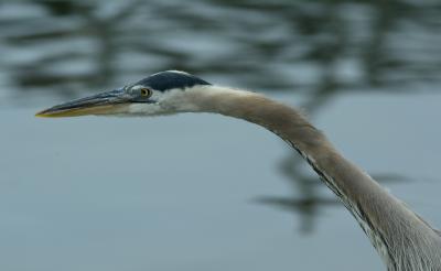 Blue Heron -2