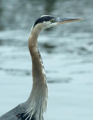 Blue Heron 3