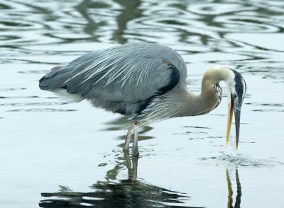 Blue Heron 2