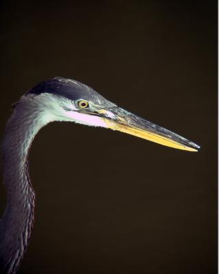 Great Blue Heron portrait
