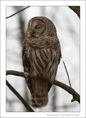 Barred Owl 2