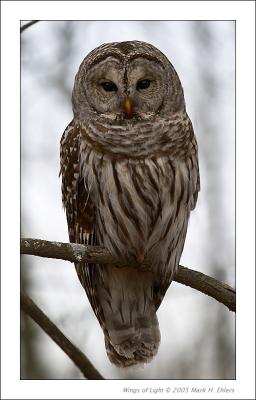Barred Owl 3
