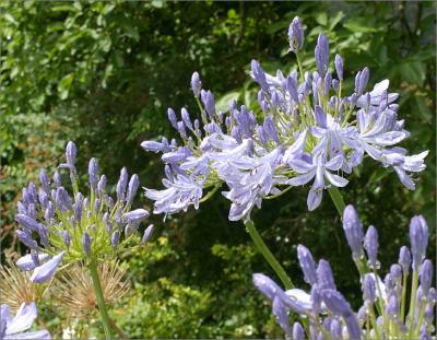 Agapanthus after the rain
