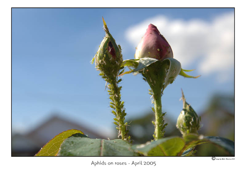 aphids.jpg