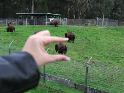 Miniature Buffalo in Golden Gate Park