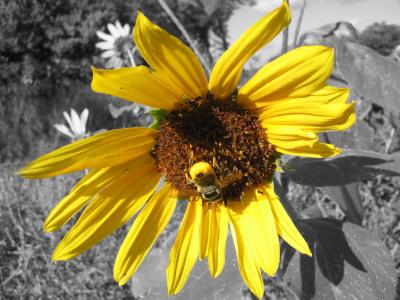 flower.jpg