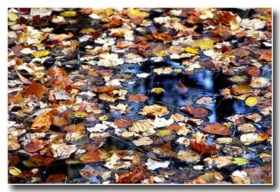 Blue Pond