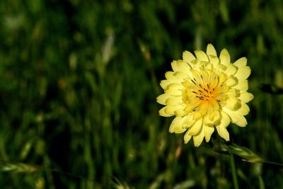 Texas wildflowers