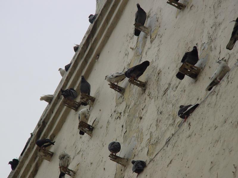 Pigeons