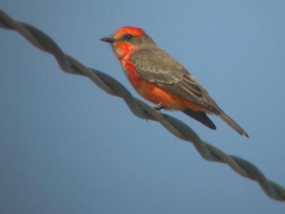 Vermilion Flycatcher