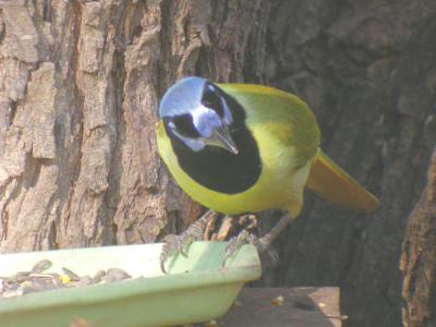 Green Jay