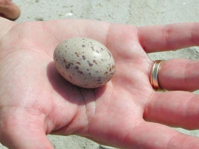 Heather found this stray birds egg on Dewees