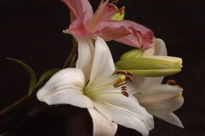 u12/medoras/medium/38164624.DSC_2770Lillies.jpg