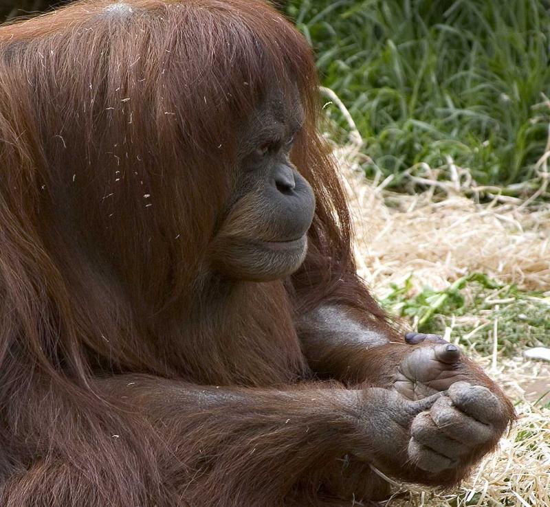 Orang-Utan-Contemplating.jpg