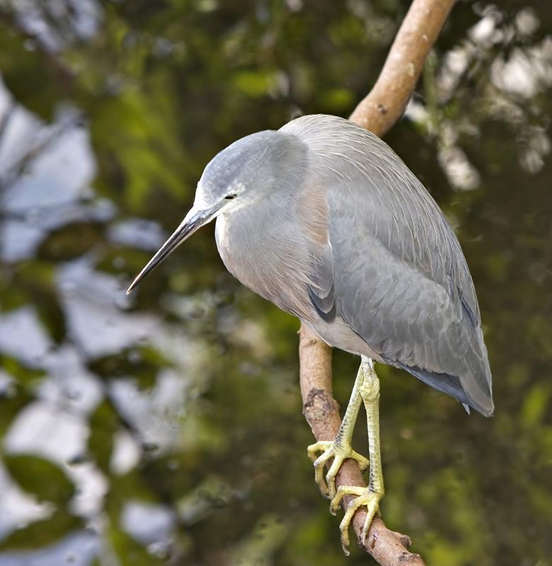 Blue-Heron4602.jpg