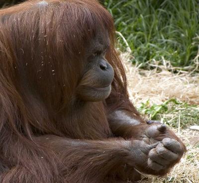 Orang-Utan-Contemplating.jpg