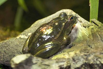Bronze-Frog-4682.jpg
