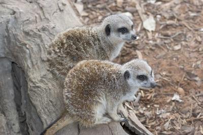 Meerkats4732.jpg