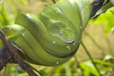 Tree-Python-4703.jpg
