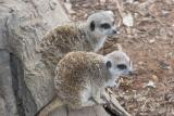 Meerkats4732.jpg