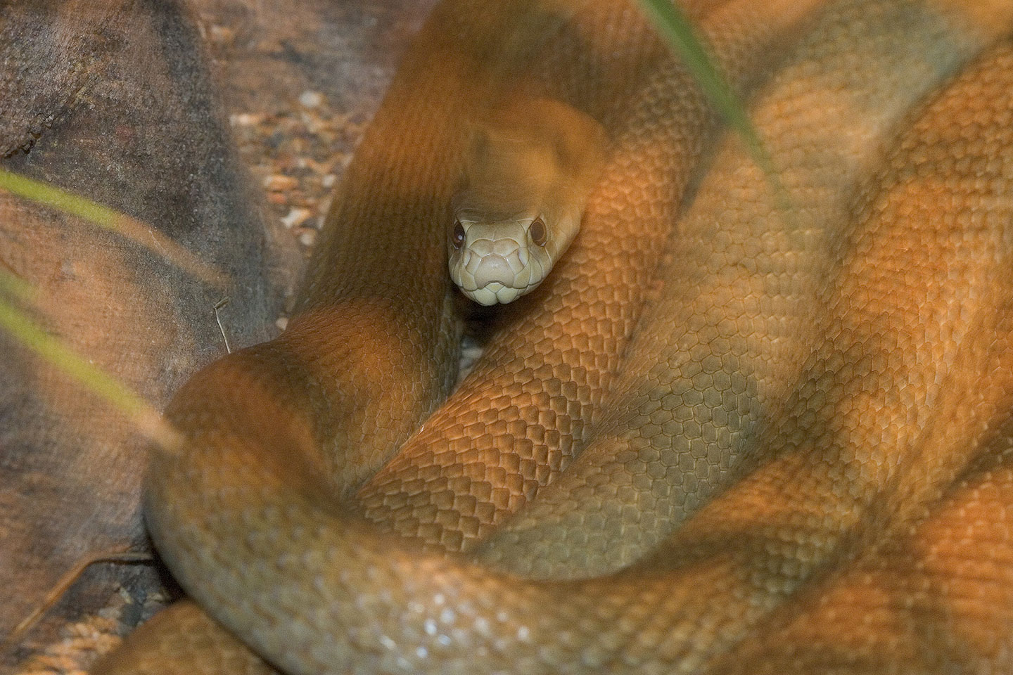King Brown Snake-4698.jpg