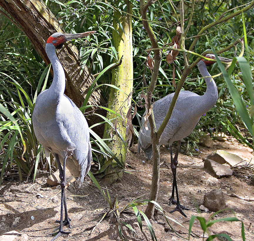 Brolga.jpg