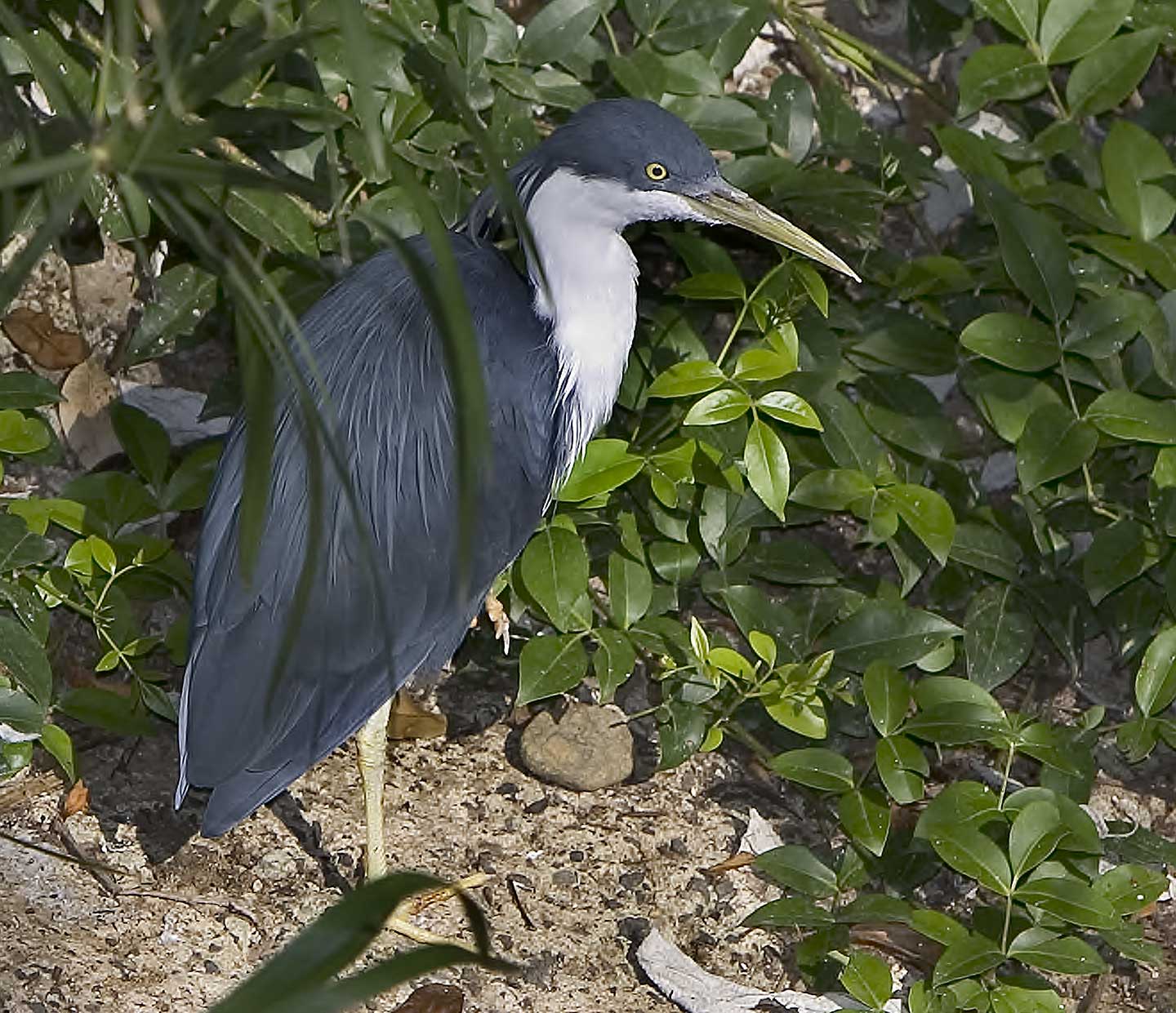 Crested-Heron-4609.jpg