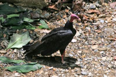 Turkey Vulture on the ground