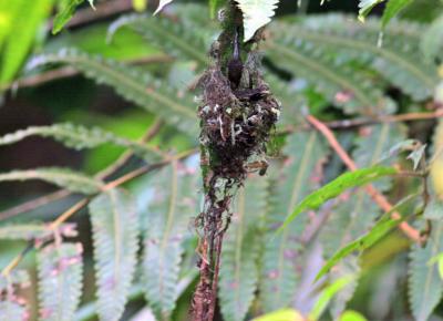 Hummingbird nest