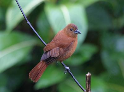 White-lined Tanager,juvenile male