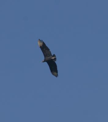 Black Vulture in the air