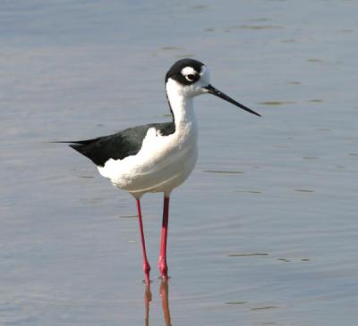 Black-necked Stilt