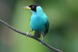 Green Honeycreeper,male