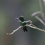 Black-throated Mango