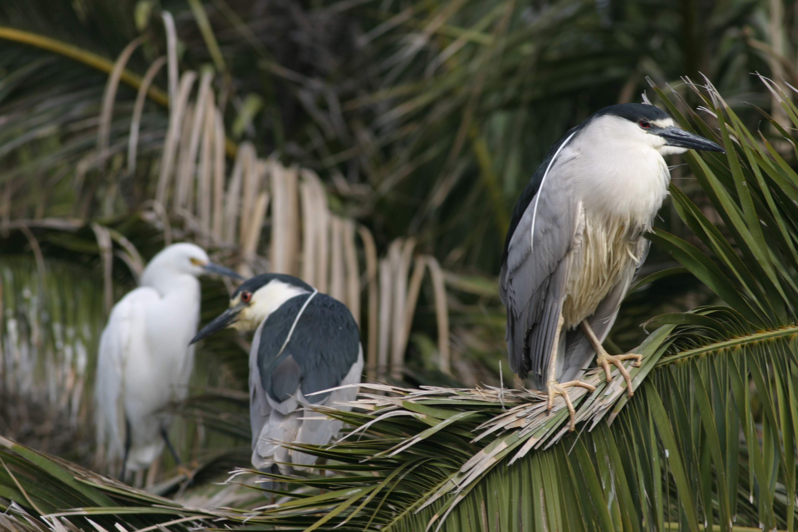 Heron and Egret Rookery