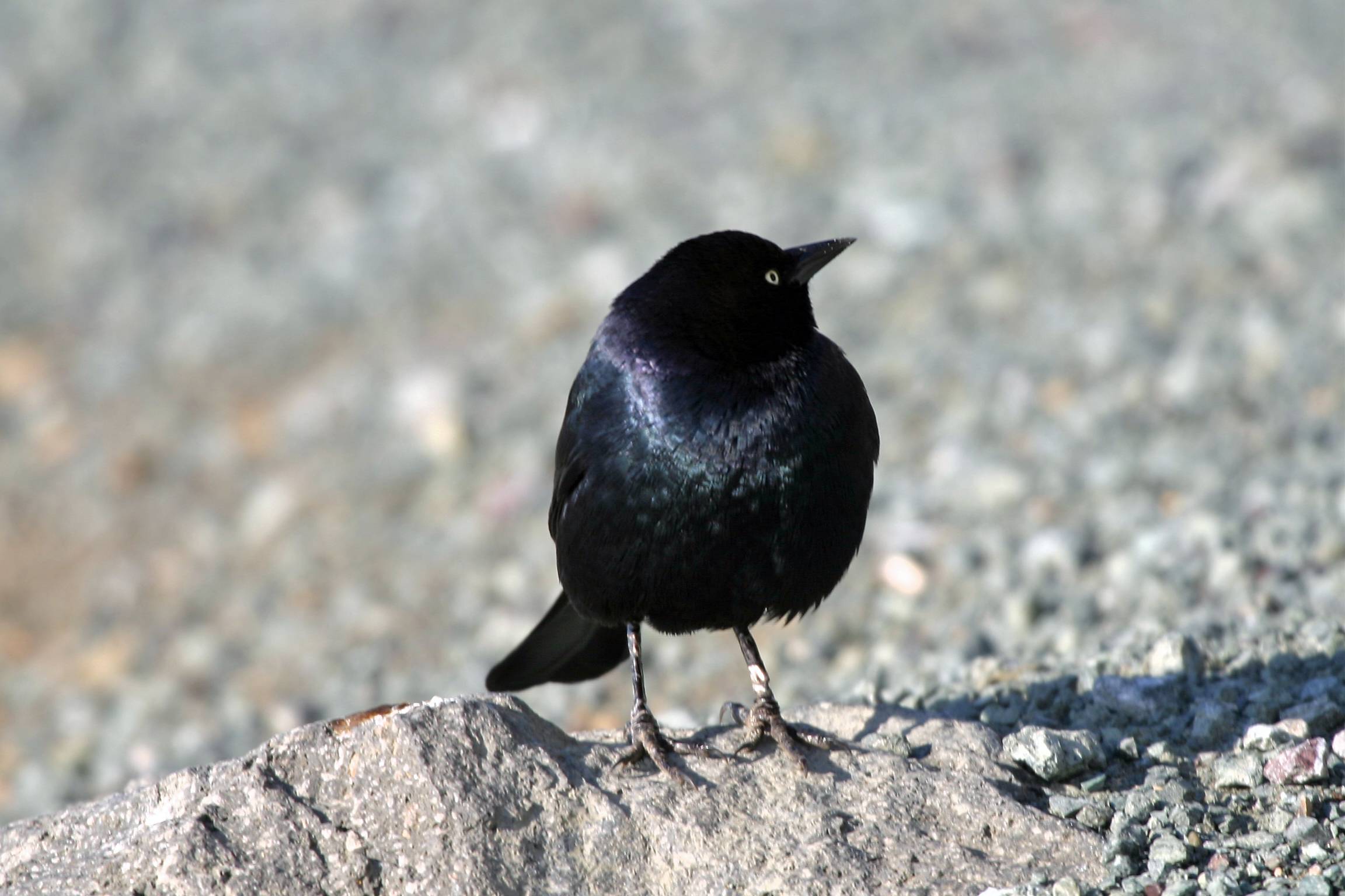 Brewers Blackbird