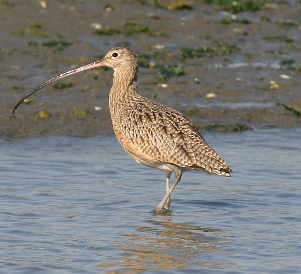 Long-billed Curlew