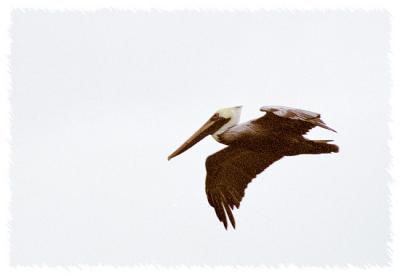 Pelican Flying  I