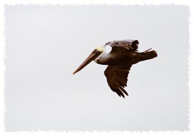 Pelican Flying  II