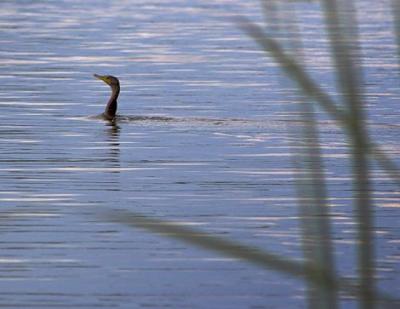 Cormorant in the Water 2917