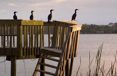 Cormorants of Florida