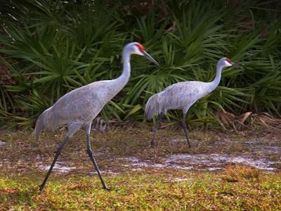 Cranes of Florida
