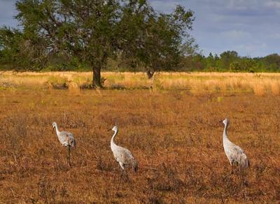 Sandhill Cranes on the Move 2954