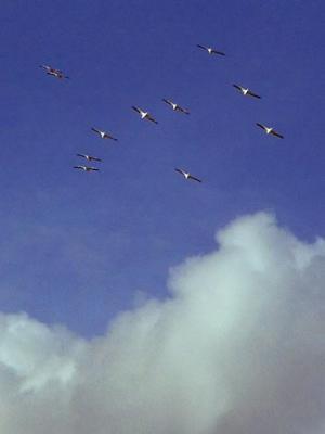 Flock in Flight 2848