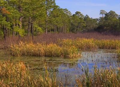 St Andrews Marsh 3296