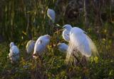 Egrets in the Wild 2912