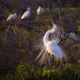 Egret Showoff 2914