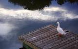 Duck on the Dock 2381