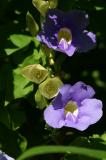 PICT0045.JPG